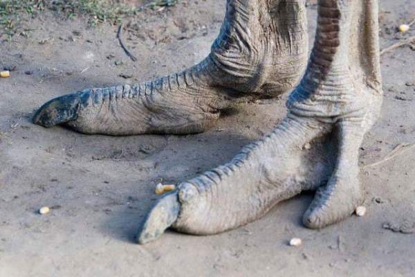 Bộ lạc “chân đà điểu“ kỳ lạ ở châu Phi 2