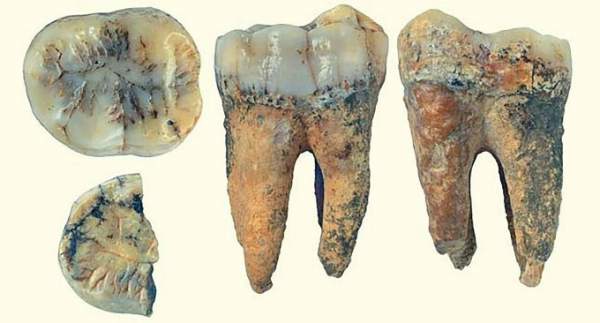 Phát hiện răng loài vượn khổng lồ thời tiền sử tại Thanh Hóa 1