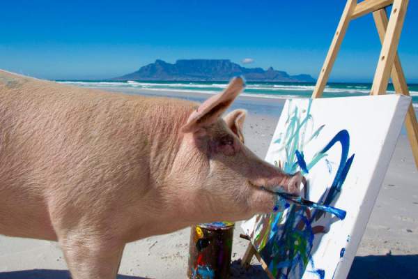 Lợn được cứu khỏi lò mổ vẽ tranh hàng nghìn đô 1
