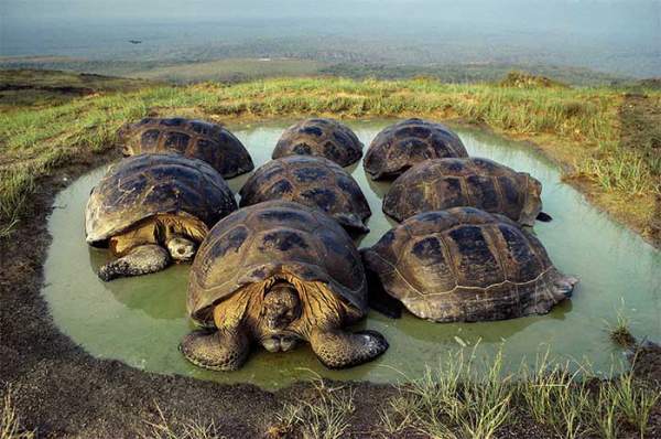 Tai sao mai rùa có thể chứa đựng thông tin ẩn giấu về ô nhiễm hạt nhân? 4