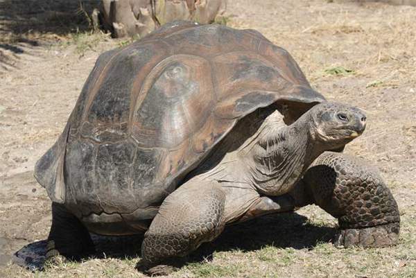Tai sao mai rùa có thể chứa đựng thông tin ẩn giấu về ô nhiễm hạt nhân? 2