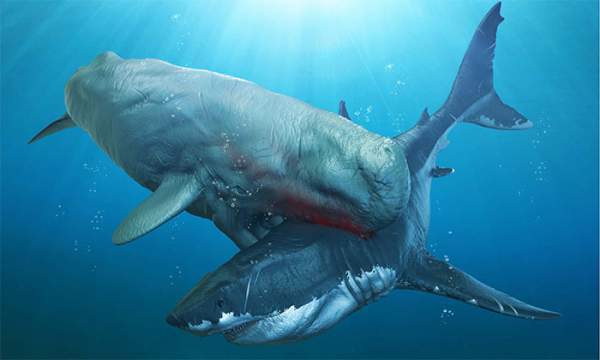 Không phải Megalodon, 5 loài này mới thực sự là quái vật mạnh nhất đại dương cổ đại 5
