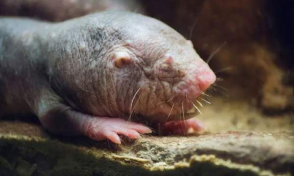 Gene sống lâu được chuyển thành công sang chuột
