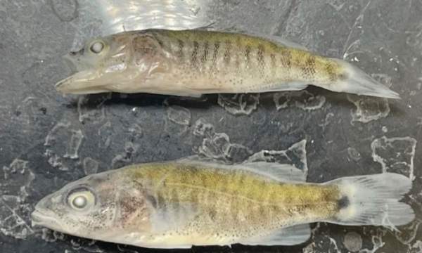 Mỹ tìm cách diệt cá vược xâm hại trên sông Colorado