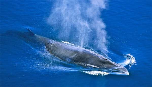 Vi nhựa đã được phát hiện trong mô cơ thể cá voi và cá heo 4