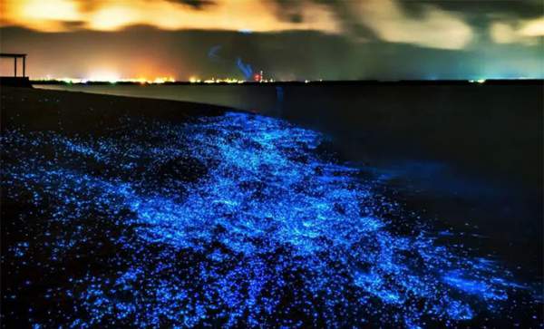Bí ẩn về hiện tượng biển sao của Maldives 4