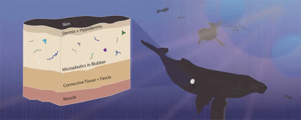 Vi nhựa đã được phát hiện trong mô cơ thể cá voi và cá heo 2