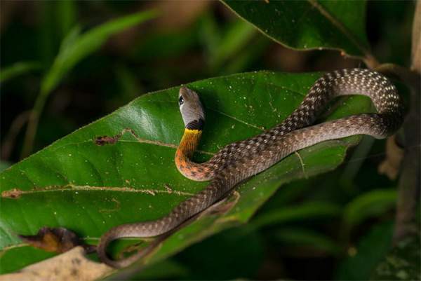 Loài rắn đẹp mê nhưng cực độc, cắn chết nhiều người ở Việt Nam 2