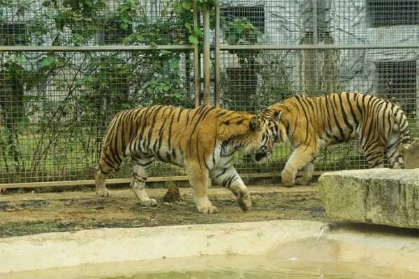 Trong 6 loài hổ hiện nay, loài nào có khả năng chiến đấu giỏi nhất? 2