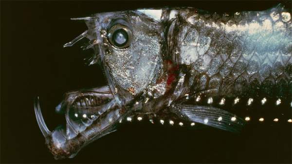 Đâu là lời giải cho hình thù "quái dị" của những loài cá sống dưới vùng biển sâu?