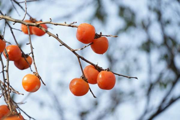 Loại quả mùa thu được mệnh danh là “trái cây của các vị thần” nhờ 10 lợi ích sức khỏe tuyệt vời 5