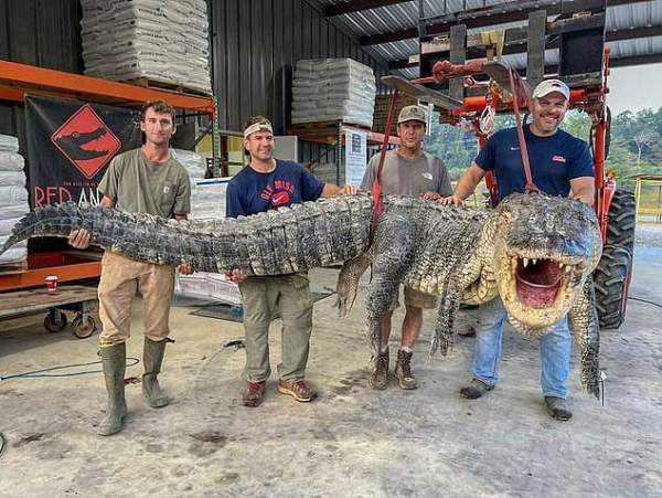 Thợ săn bắt được cá sấu "quái vật" tại Mississippi 1