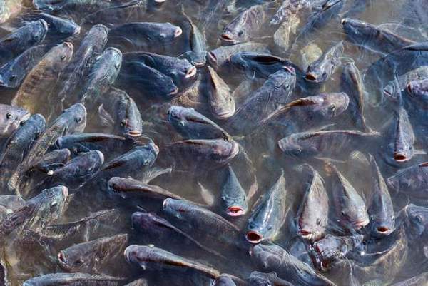 Loài cá đầy ở châu Á đóng băng 2 năm vẫn sống, đi bộ trên cạn khiến nước Mỹ "bật" báo động 3