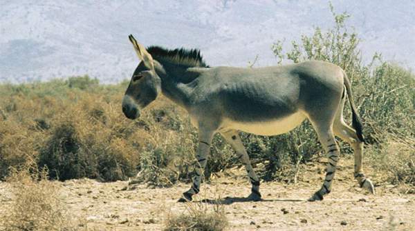 Bí mật của loài lừa hoang châu Phi có "chân ngựa vằn" 3