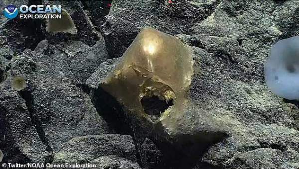 Các nhà khoa học bối rối với "quả trứng vàng" bí ẩn tìm thấy ở đáy biển sâu, không rõ đây là vật thể gì 1