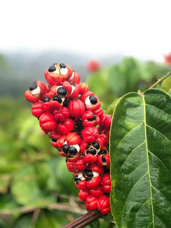 “Con ngươi Brazil”: Loại quả thần dược cho sức khỏe, có giá trị hơn cả cà phê 3