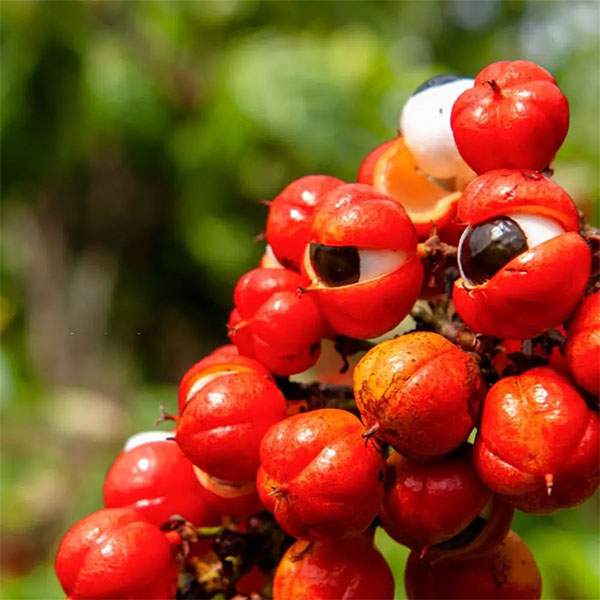 “Con ngươi Brazil”: Loại quả thần dược cho sức khỏe, có giá trị hơn cả cà phê 2
