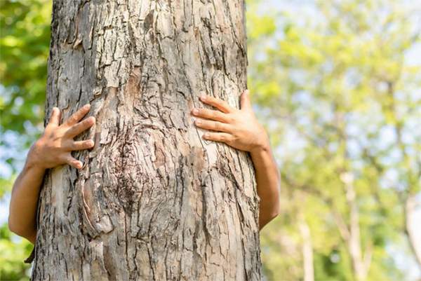Thực hư liệu pháp ôm cây để giảm bớt căng thẳng của giới trẻ Trung Quốc 3