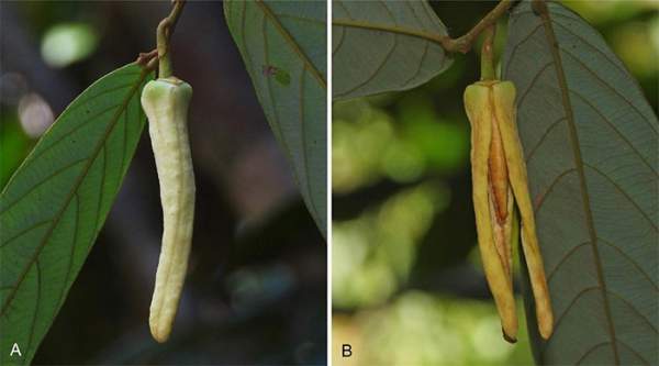 Thái Lan phát hiện loài thực vật mới, đặt tên vinh danh Lisa nhóm BlackPink 1