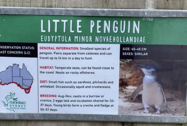 Những hình ảnh dễ thương của chim cánh cụt tiên - loài chim cánh cụt nhỏ nhất 6