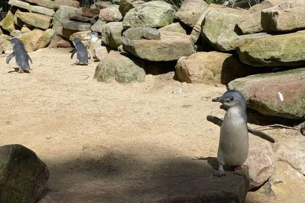 Những hình ảnh dễ thương của chim cánh cụt tiên - loài chim cánh cụt nhỏ nhất 5