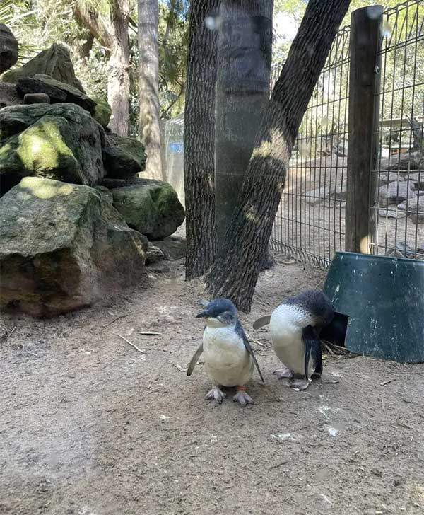 Những hình ảnh dễ thương của chim cánh cụt tiên - loài chim cánh cụt nhỏ nhất 8