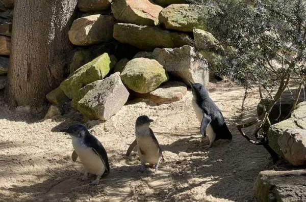 Những hình ảnh dễ thương của chim cánh cụt tiên - loài chim cánh cụt nhỏ nhất 7