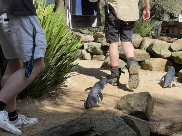 Những hình ảnh dễ thương của chim cánh cụt tiên - loài chim cánh cụt nhỏ nhất 4
