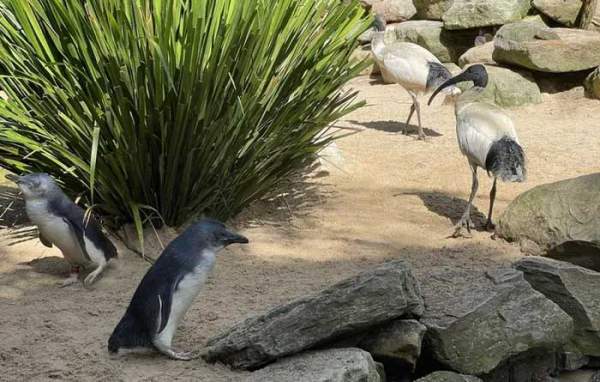 Những hình ảnh dễ thương của chim cánh cụt tiên - loài chim cánh cụt nhỏ nhất 2