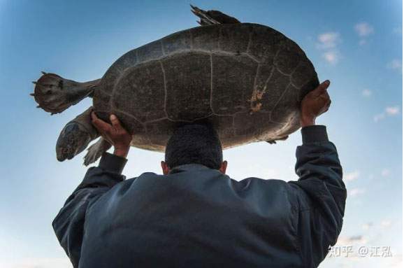 Cứ ngỡ “cụ rùa” Tây Du Ký là tưởng tượng, hóa ra 'bản real' dài 5m từng sống trên Trái đất 6