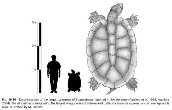 Cứ ngỡ “cụ rùa” Tây Du Ký là tưởng tượng, hóa ra 'bản real' dài 5m từng sống trên Trái đất 3