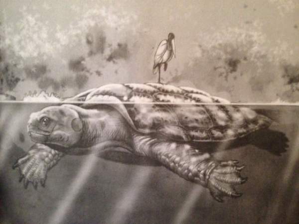 Cứ ngỡ “cụ rùa” Tây Du Ký là tưởng tượng, hóa ra 'bản real' dài 5m từng sống trên Trái đất 4