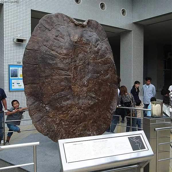 Cứ ngỡ “cụ rùa” Tây Du Ký là tưởng tượng, hóa ra 'bản real' dài 5m từng sống trên Trái đất 2