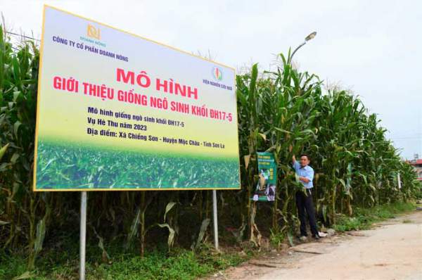 Giống ngô sinh khối đầu tiên của Việt Nam cao gần bằng đèn đường 4