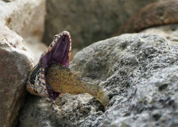 Tham ăn, rắn chết tức tưởi vì rách họng khi nuốt cá 2