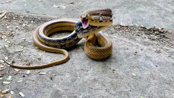 Loài rắn cực kỳ hung dữ, nhưng có ích cho nhà nông 2