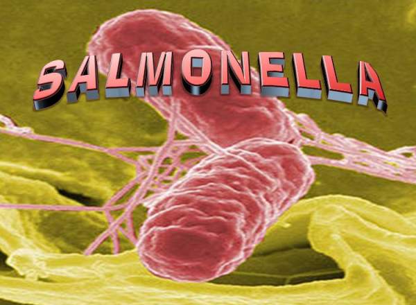 Bệnh nhiễm khuẩn salmonella là gì? 2