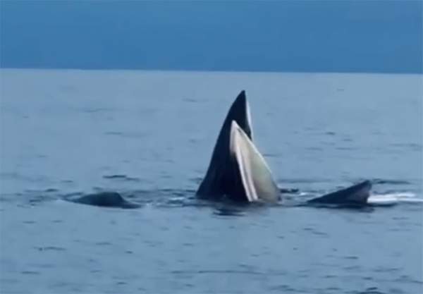 Cá voi xuất hiện ở biển Cô Tô, thoải mái bơi gần tàu cá ngư dân 2