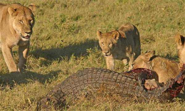 Đàn sư tử hợp sức vật chết cá sấu sông Nile