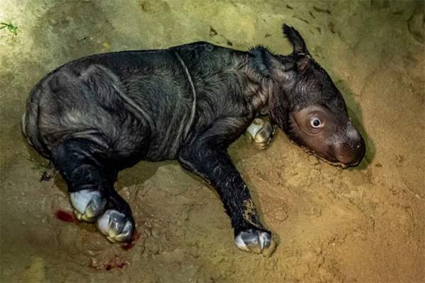 Tê giác Sumatra cực hiếm sinh con ở Indonesia 2