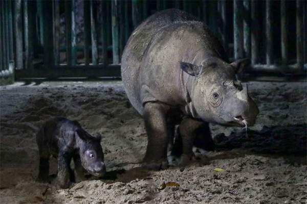 Tê giác Sumatra cực hiếm sinh con ở Indonesia 3