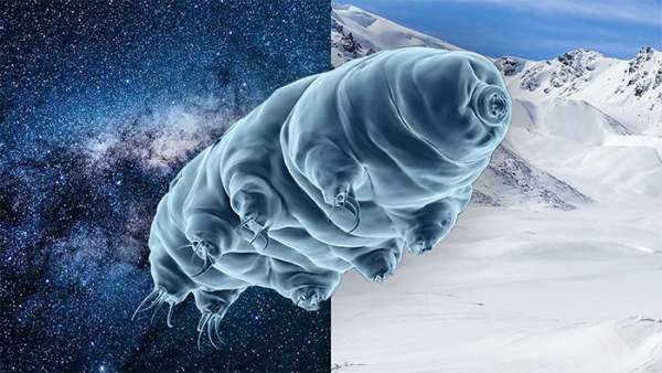 Bí mật của tardigrade bất tử: Một sinh vật không sợ bất kỳ thử thách nào! 2