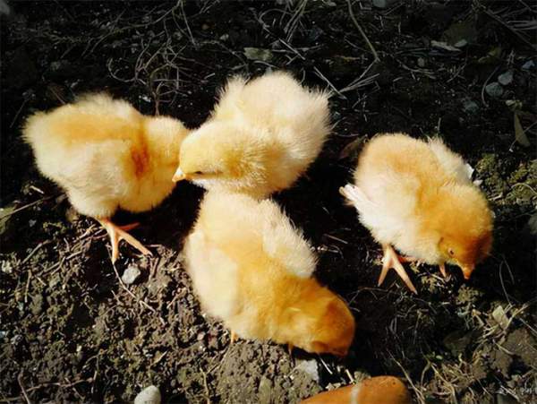 Trung Quốc huy động gấp gần 3 triệu con gà để tiêu diệt loài côn trùng gây thiệt hại 100 tỷ đồng mỗi năm 3