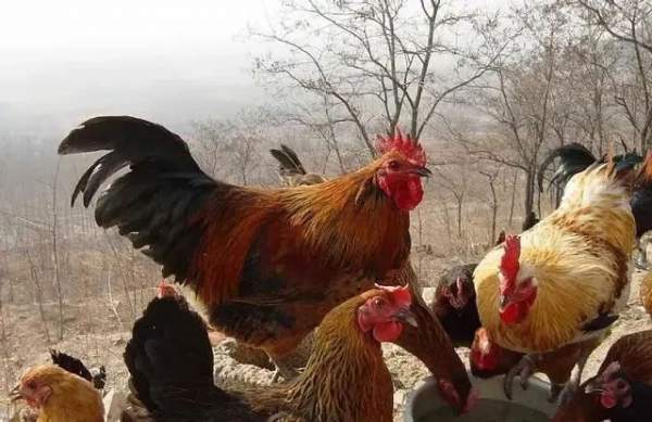 Trung Quốc huy động gấp gần 3 triệu con gà để tiêu diệt loài côn trùng gây thiệt hại 100 tỷ đồng mỗi năm 2