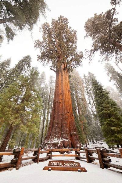 Sự kỳ vĩ của cây cổ thụ lớn nhất thế giới, 2.700 năm vẫn là tuổi trung niên 2