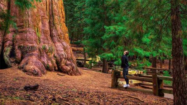 Sự kỳ vĩ của cây cổ thụ lớn nhất thế giới, 2.700 năm vẫn là tuổi trung niên 8