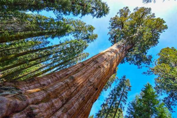 Sự kỳ vĩ của cây cổ thụ lớn nhất thế giới, 2.700 năm vẫn là tuổi trung niên 3