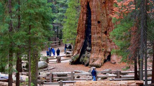 Sự kỳ vĩ của cây cổ thụ lớn nhất thế giới, 2.700 năm vẫn là tuổi trung niên 4