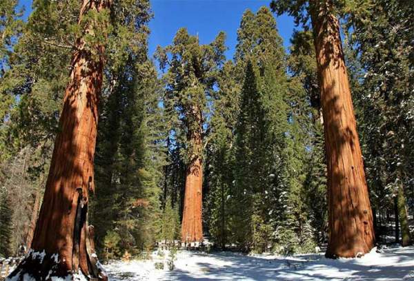 Sự kỳ vĩ của cây cổ thụ lớn nhất thế giới, 2.700 năm vẫn là tuổi trung niên 5