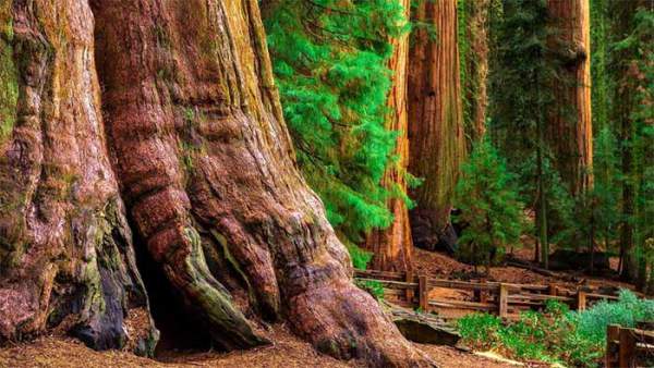 Sự kỳ vĩ của cây cổ thụ lớn nhất thế giới, 2.700 năm vẫn là tuổi trung niên 6